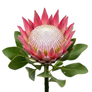 King protea flower with pink petals and green leaves isolated on transparent background