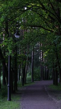 Shaded paved alley winds through dense forest with tall trees arching overhead