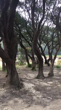 trees in the forest with unique shape that's called as cantigi tree