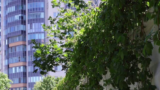 Lush green foliage with dense leaves and cascading branches fills the foreground, partially framing a contemporary multi-story residential building with grid-patterned windows and beige-and-dark facad