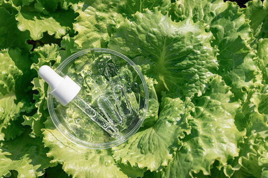 Skincare products, including pipette and serum ampoules, are in Petri dish on fresh green lettuce leaves. Nature as laboratory, pure eco-beauty of plant origin, biotech cosmetics