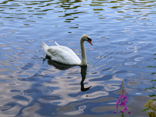Fototapeta premium Commercial close shot of a graceful white swan swimming in calm blue lake water with deep ripples, beautiful elegant waterfowl reflecting on the surface in its natural habitat. ,swan on the lake
