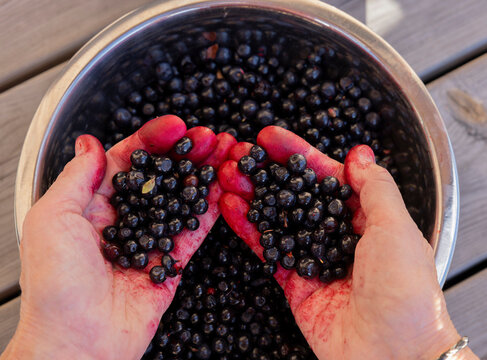 Rote verf&auml;rbte H&auml;nde beim Blaubeeren einmachen