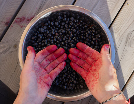 Rote verf&auml;rbte H&auml;nde beim Blaubeeren einmachen