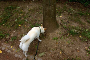Fototapeta premium White female Shiba Inu sniffing around the base of a tree during an outdoor walk, showing natural canine exploration and scent-driven behavior.