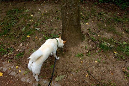 White female Shiba Inu sniffing around the base of a tree during an outdoor walk, showing natural canine exploration and scent-driven behavior.