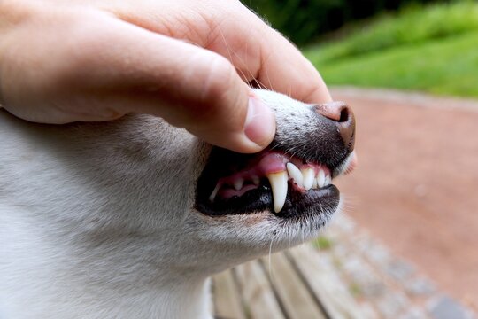 Close-up side view of a person checking a dog's teeth and gums, illustrating canine dental examination, oral hygiene and preventive pet healthcare.