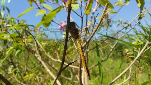 Yellow dragonfly perched on plant branch with transparent wings and blue sky background