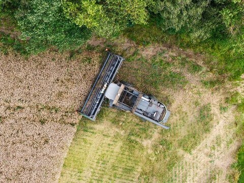 Aerial view of a combine harvester working in a field to harvest rapeseed, with the header visible against the crop and surrounding green vegetation, Talsi Municipality, Latvia.