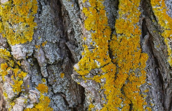 Tree bark covered with green moss in the wood close macro details , nature pattern and surface background