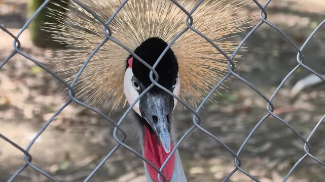Grey crowned crane with golden crown and red throat pouch in a zoo enclosure looking through a chain link fence, symbolizing the loss of freedom and captivity
