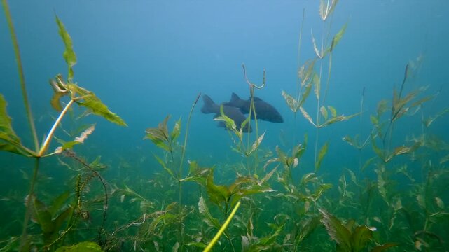 Underwater footage of two tench, Tinca tinca, swimming in the background above submerged aquatic grass in a natural freshwater lake.
