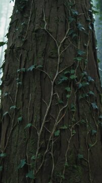 Climbing Plants on a Tree Trunk in the Mountains, Autumn Season in the Mysterious Fog 