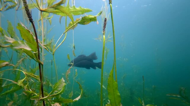 Underwater footage of two tench, Tinca tinca, swimming in the background above submerged aquatic grass in a natural freshwater lake.