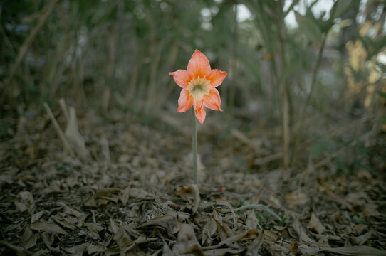 orange flower on a blur background