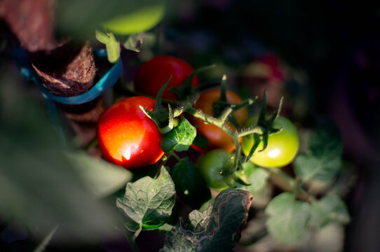 fresh red, green, and orange tomatoes