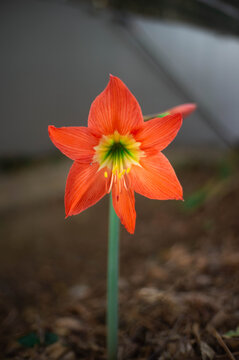 orange flower on a blur background