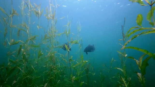 Underwater footage of two tench, Tinca tinca, swimming in the background above submerged aquatic grass in a natural freshwater lake.