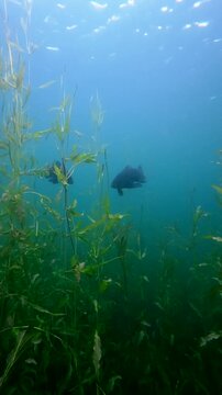 Underwater footage of two tench, Tinca tinca, swimming in the background above submerged aquatic grass in a natural freshwater lake.