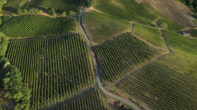 Europe, Italy , Oltrepo Pavia ,  aerial view from drone of countryside landscape with vineyards for wine production in Po Valley ( pianura padana ) - road pass between row of vines
