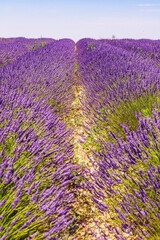 Obraz premium Lavender purple field in bloom in Provence, France. Flowering season.
