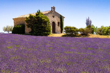 Obraz premium Lavender field and chapel at Entrevennes village, France