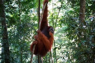 indonesia oranutan © 강현 이