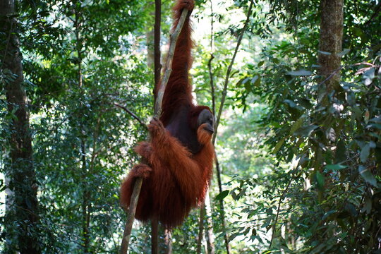 indonesia oranutan