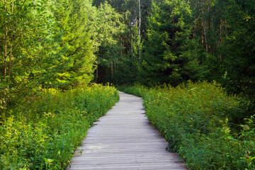 Obraz premium Walkway in the forest in the summer. Beautiful nature background.