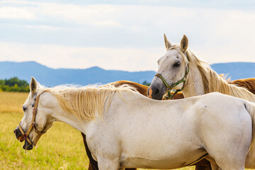 Horses graze in a green field during a sunny day in the countryside © Voyagerix