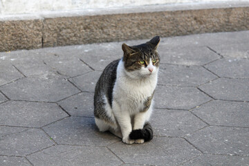 Little cat © Kawan