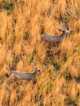 Aerial view of two mule deer with velvet antlers grazing in tall dry golden grass in Lehi, Utah, United States.