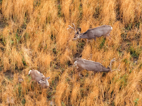 Aerial view of mule deer grazing in tall dry grass near the urban edge in Lehi, Utah, United States.