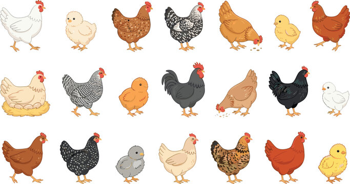 Cute chicken collection featuring hens, roosters, chicks and colorful farmyard poultry characters in detailed cartoon vector illustrations