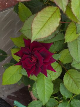  Dark red rose flower blooming in gardan with green leaves