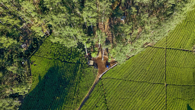 Aerial view of a lush green tea plantation divided by a line of tall trees, showcasing the geometric patterns of the agricultural landscape in Indonesia.