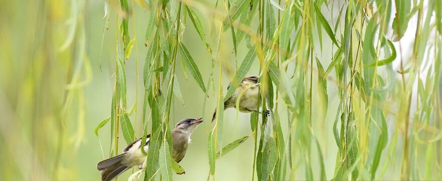 Two birds perch among long, green willow branches. One bird faces the other, seemingly in quiet conversation. Soft light filters through the hanging leaves. Scene feels peaceful, intimate