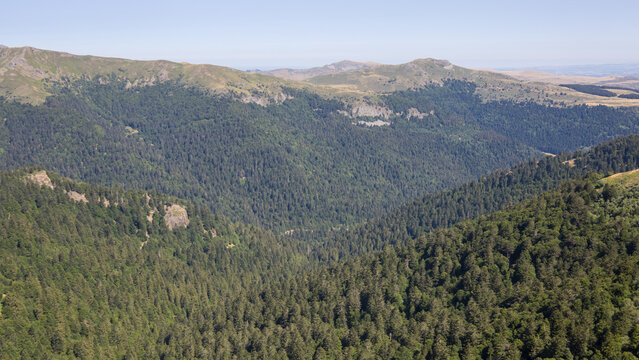 vaste for&ecirc;t  sur les montagnes, for&ecirc;t de r&eacute;sineux et de feuillus sur les monts du Cantal, vue depuis le Plomb du Cantal en &eacute;t&eacute;, nature