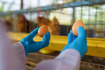 Veterinarian wearing blue glove collecting fresh egg from chicken cage on poultry farm, animal health inspection at hen house, veterinary care and food safety concept © Lahmz
