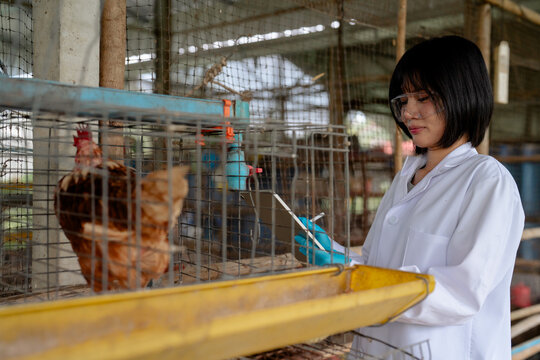 Veterinarian in lab coat and safety glasses examining chicken with swab test at poultry farm, animal health inspection and biosecurity screening, veterinary science concept