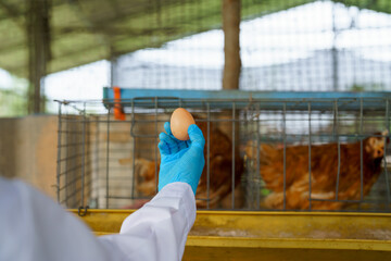 Veterinarian wearing blue glove collecting fresh egg from chicken cage on poultry farm, animal health inspection at hen house, veterinary care and food safety concept © Lahmz