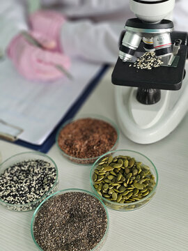 Examination of seeds using a microscope by a researcher in a laboratory