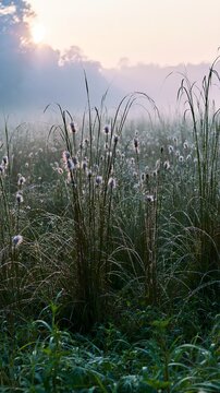 Miyazaki sunrise meadow dew covered sedges in soft morning light