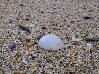 Seashells (bivalves) washed up on a stretch of coarse-textured beach sand, accompanied by small shell fragments and stones. © Suriansyah