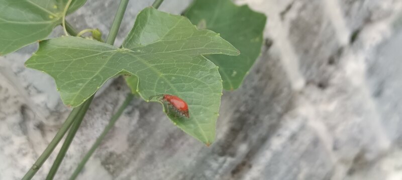 The selected region appears to show a red pumpkin beetle (Aulacophora foveicollis), which is a common pest that feeds on plants in the gourd and cucumber family. [1] (https://www.shutterstock.com/imag