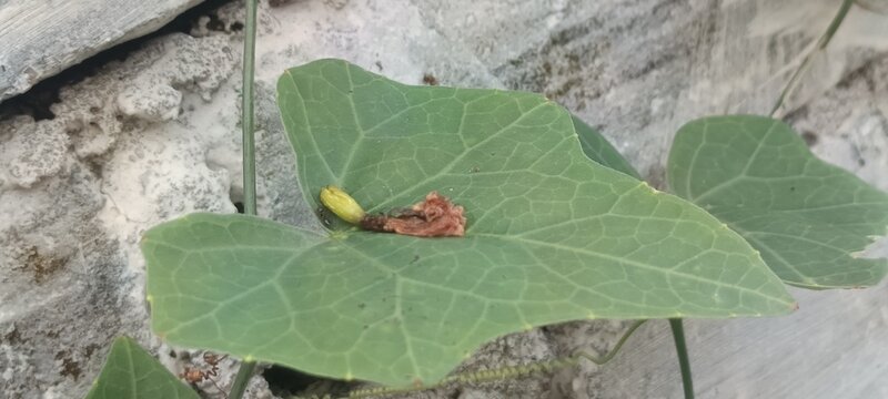 The image shows the ivy gourd plant (Coccinia grandis), featuring its characteristic heart-shaped, lobed green leaf and a small, developing flower bud sitting on top. [1] (https://www.alamy.com/coccin