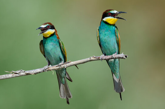 Two colorful European bee-eaters (Merops apiaster) perched side by side on a tree branch&mdash;a scene from nature.