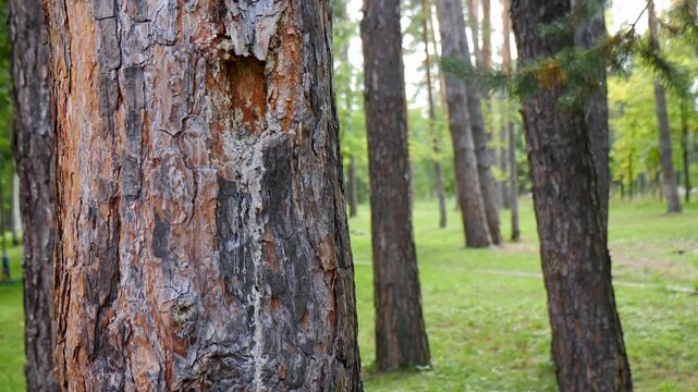 Close-up of pine tree trunk with deep wound and flowing resin. Damaged bark, sick tree in green forest background. Forest disease, insect damage, ecological stress concept 4k video