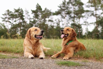 Obraz premium Two golden retrievers are together in the meadow