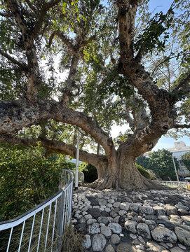 Old sycamore tree in Jacob garden in Tel-Aviv